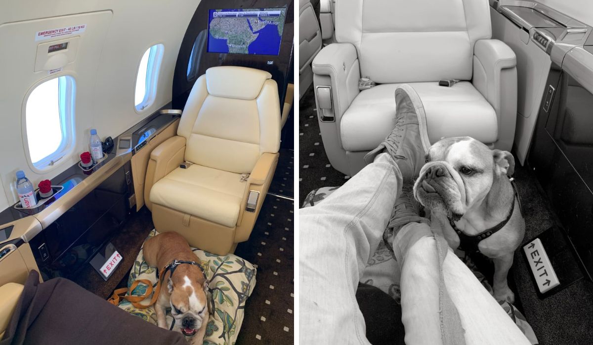 Private Aircraft With Your Pets 1 